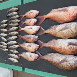 真祐丸 （しんゆうまる） 釣果