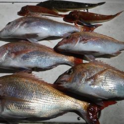 JDI Racing シールズマリンレジャー 釣果