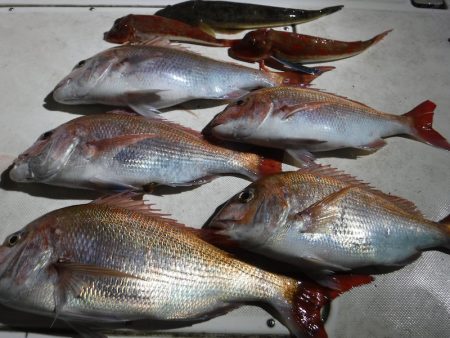 JDI Racing シールズマリンレジャー 釣果