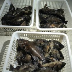 KIM Fishing Guide Service 釣果