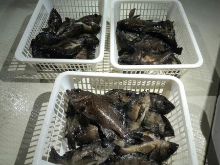 KIM Fishing Guide Ser…