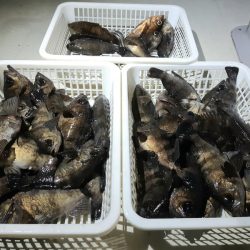 KIM Fishing Guide Service 釣果