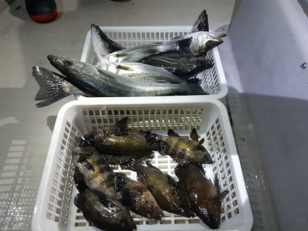 KIM Fishing Guide Ser…