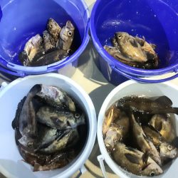 KIM Fishing Guide Service 釣果