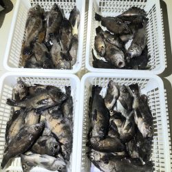 KIM Fishing Guide Service 釣果