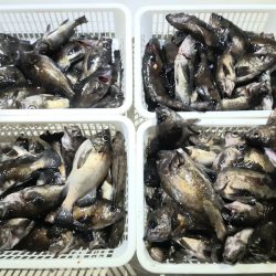 KIM Fishing Guide Service 釣果