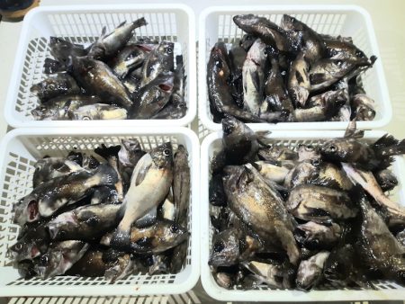 KIM Fishing Guide Ser…