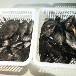 KIM Fishing Guide Service 釣果