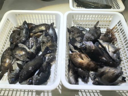 KIM Fishing Guide Ser…