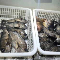 KIM Fishing Guide Service 釣果