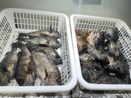 KIM Fishing Guide Ser…