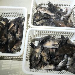 KIM Fishing Guide Service 釣果