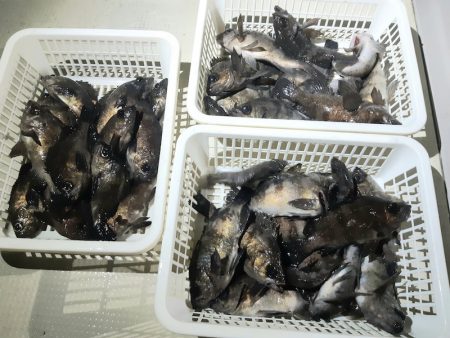 KIM Fishing Guide Ser…