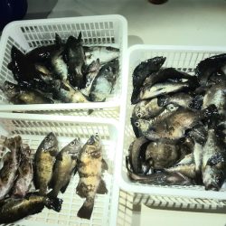 KIM Fishing Guide Service 釣果