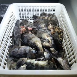 KIM Fishing Guide Service 釣果