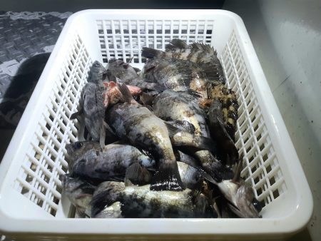 KIM Fishing Guide Ser…