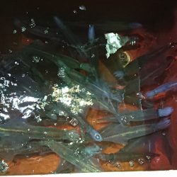 BlueNote Fishing Taxi 釣果