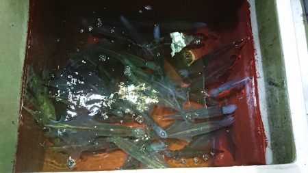 BlueNote Fishing Taxi 釣果