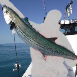 ＢｌｕｅＮｏｔｅ　Ｆｉｓｈｉｎｇ　Ｔａｘｉ 釣果