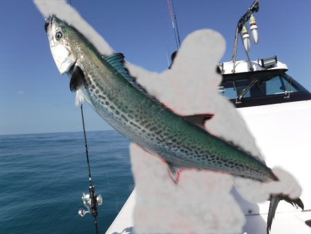 ＢｌｕｅＮｏｔｅ　Ｆｉｓｈｉｎｇ　Ｔａｘｉ 釣果