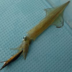 ＢｌｕｅＮｏｔｅ　Ｆｉｓｈｉｎｇ　Ｔａｘｉ 釣果