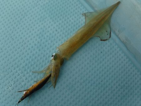 ＢｌｕｅＮｏｔｅ　Ｆｉｓｈｉｎｇ　Ｔａｘｉ 釣果