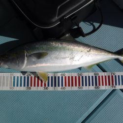 ＢｌｕｅＮｏｔｅ　Ｆｉｓｈｉｎｇ　Ｔａｘｉ 釣果