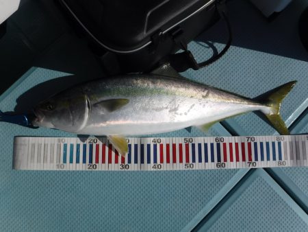 ＢｌｕｅＮｏｔｅ　Ｆｉｓｈｉｎｇ　Ｔａｘｉ 釣果