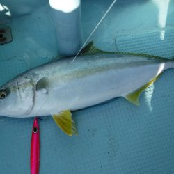 ＢｌｕｅＮｏｔｅ　Ｆｉｓｈｉｎｇ　Ｔａｘｉ 釣果