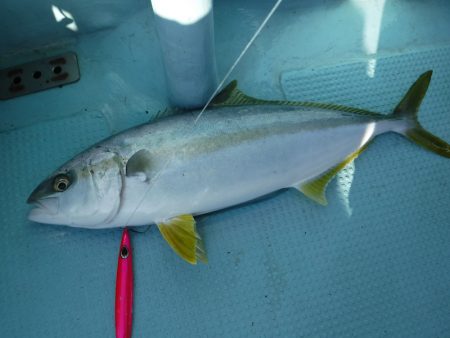 ＢｌｕｅＮｏｔｅ　Ｆｉｓｈｉｎｇ　Ｔａｘｉ 釣果