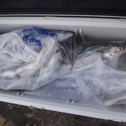 ＢｌｕｅＮｏｔｅ　Ｆｉｓｈｉｎｇ　Ｔａｘｉ 釣果