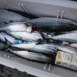 ＢｌｕｅＮｏｔｅ　Ｆｉｓｈｉｎｇ　Ｔａｘｉ 釣果