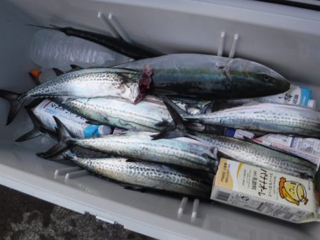 ＢｌｕｅＮｏｔｅ　Ｆｉｓｈｉｎｇ　Ｔａｘｉ 釣果