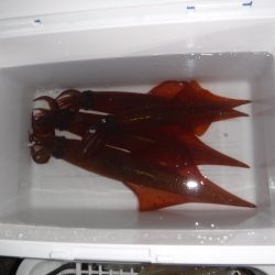 BlueNote Fishing Taxi 釣果