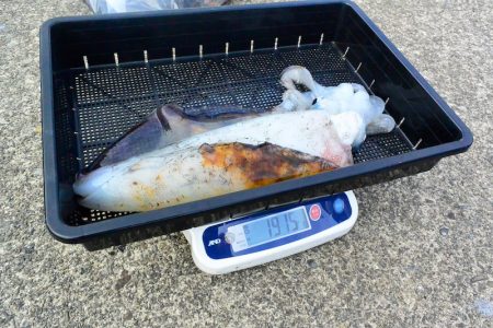 South Current 釣果