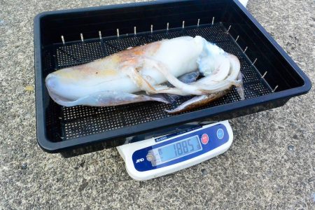 South Current 釣果