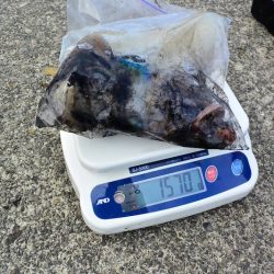 South Current 釣果