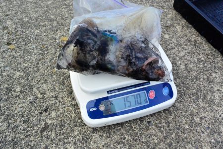 South Current 釣果