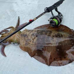 South Current 釣果