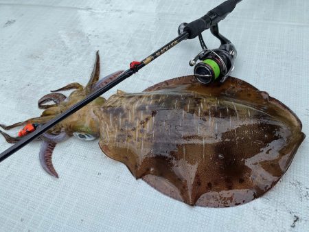 South Current 釣果