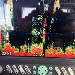 深川 吉野屋 釣果