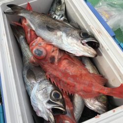 もと明丸 釣果