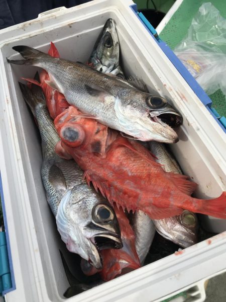 もと明丸 釣果