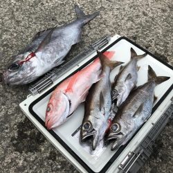 もと明丸 釣果