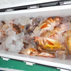 第二むつ漁丸 釣果