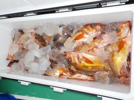 第二むつ漁丸 釣果