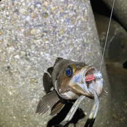 東二見人口島メバル爆釣！