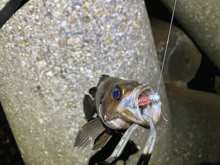 東二見人口島メバル爆釣！