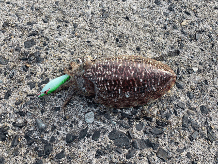 コウイカ釣り