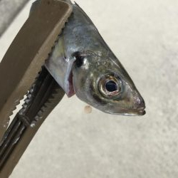 春アジングは楽しい!